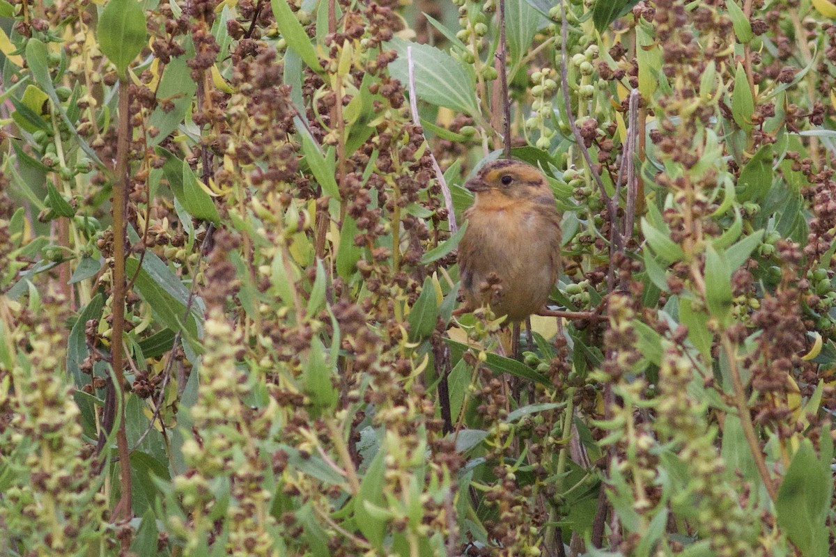 Nelson's Sparrow - ML642084770