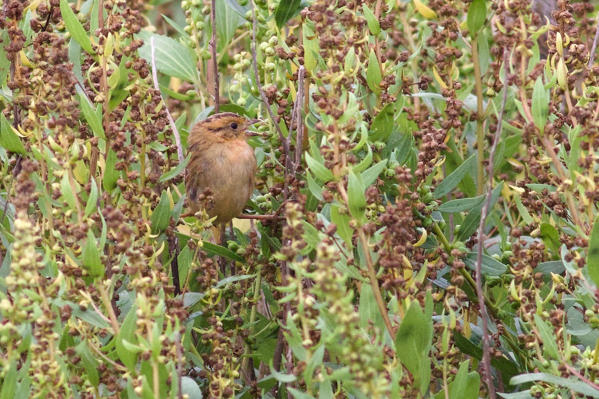Nelson's Sparrow - ML642084771