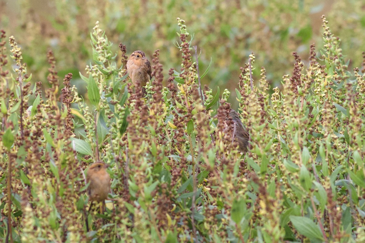 Nelson's Sparrow - ML642084772