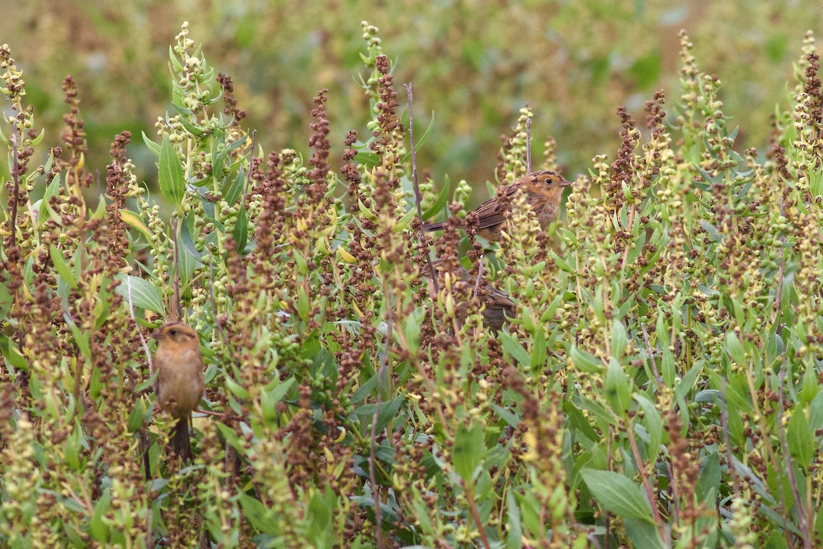 Nelson's Sparrow - ML642084773
