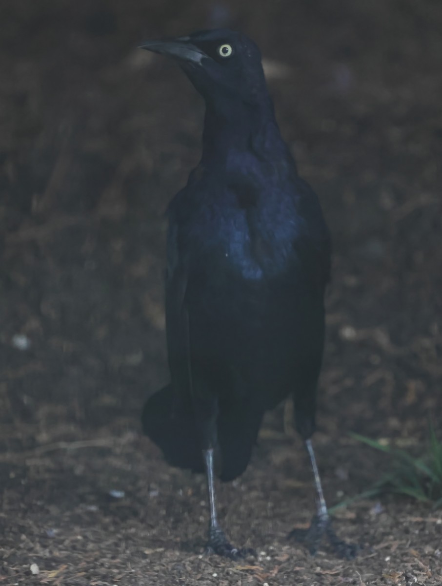 Great-tailed Grackle - ML642084775