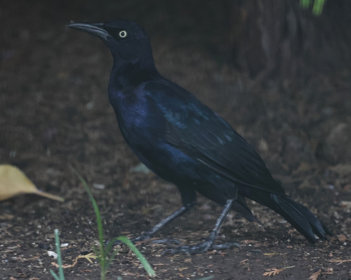 Great-tailed Grackle - ML642084776