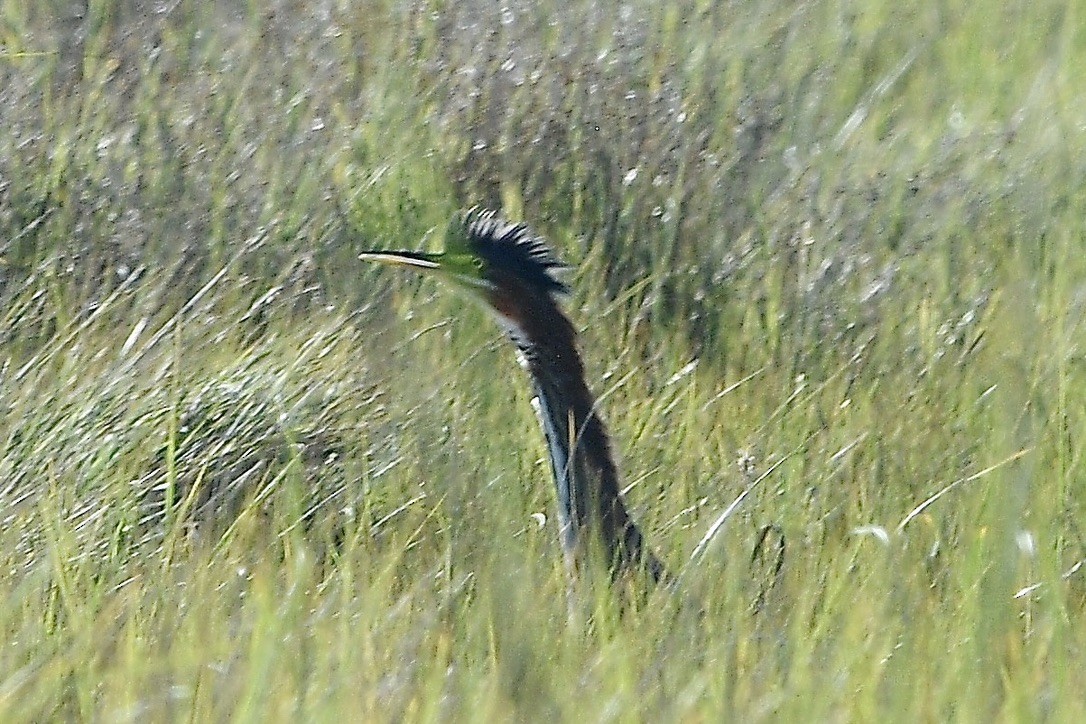 Koartzatxo berdea - ML642084778