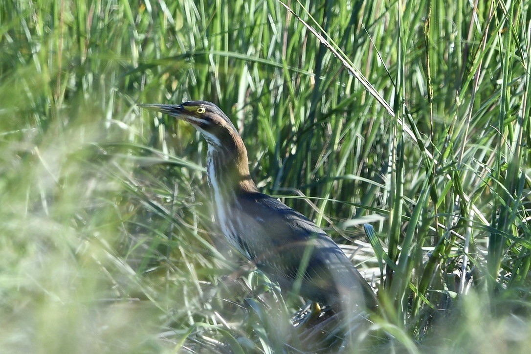 Koartzatxo berdea - ML642084780