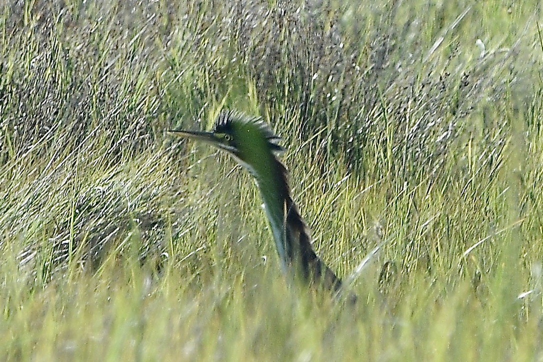 Green Heron - ML642084782