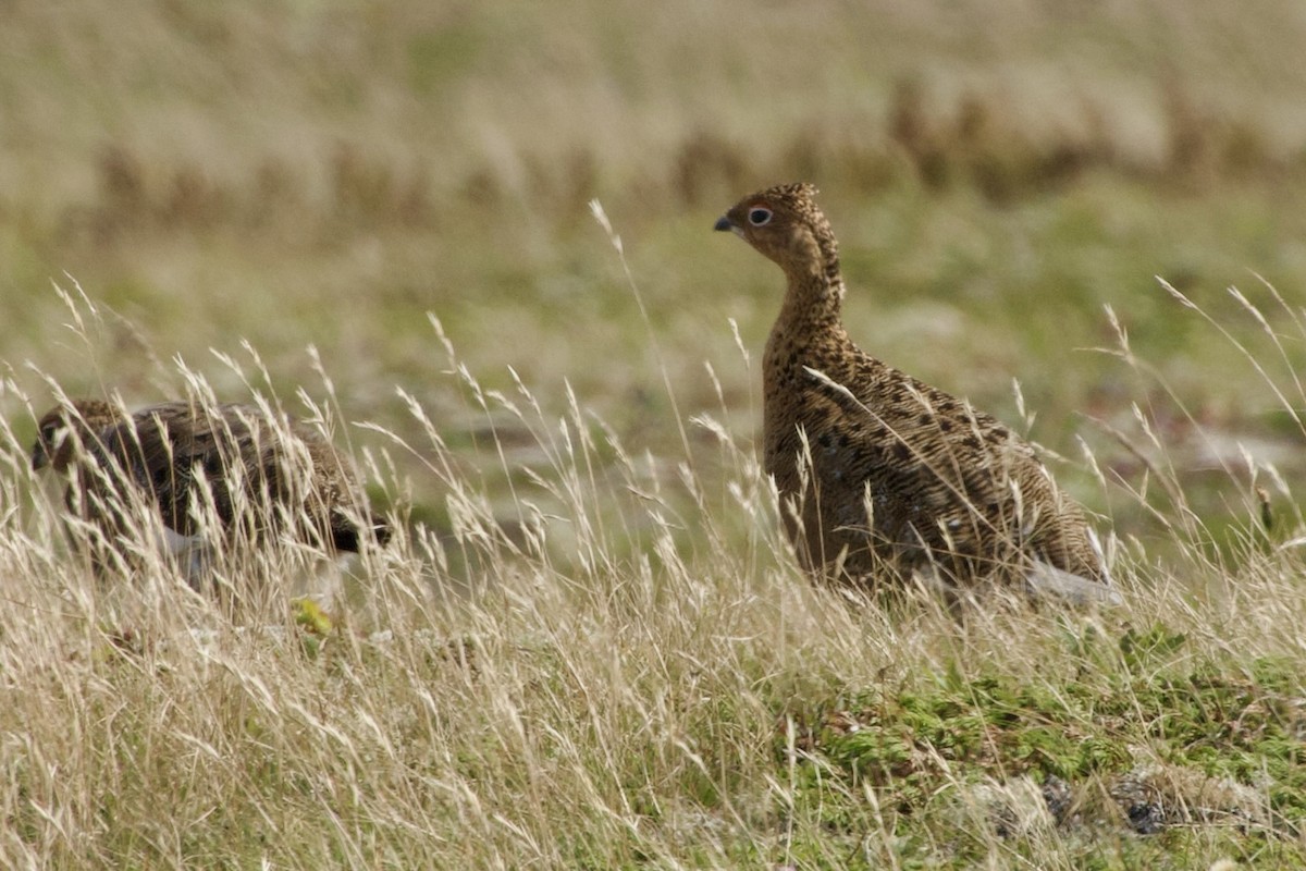 Moorschneehuhn - ML642084784