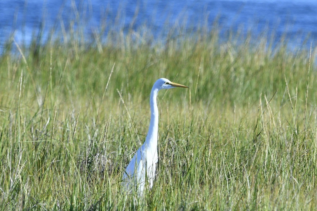 Great Egret - ML642084786
