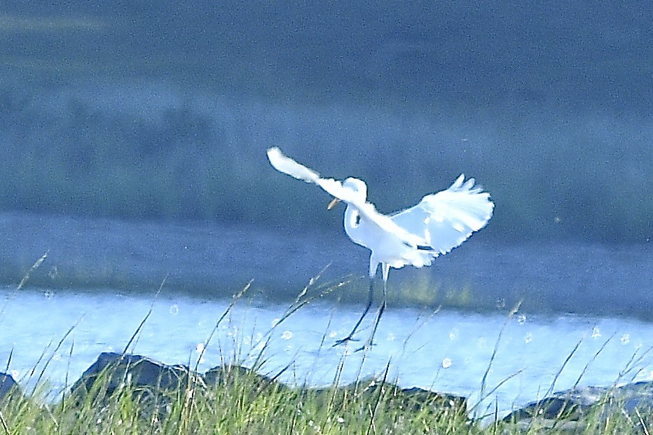 Great Egret - ML642084799