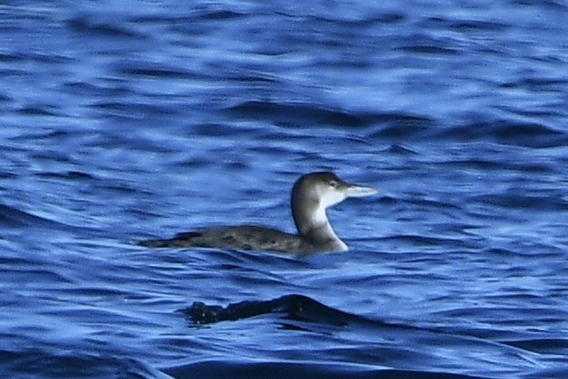 Common Loon - ML642084804