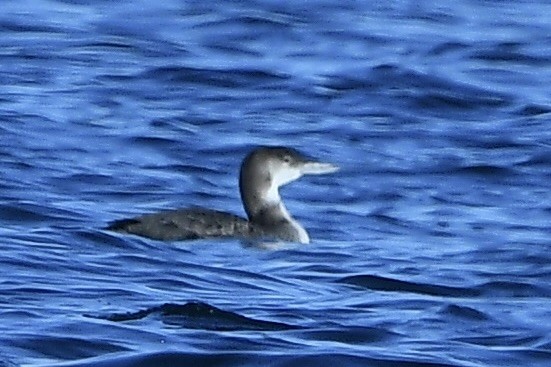 Common Loon - ML642084805