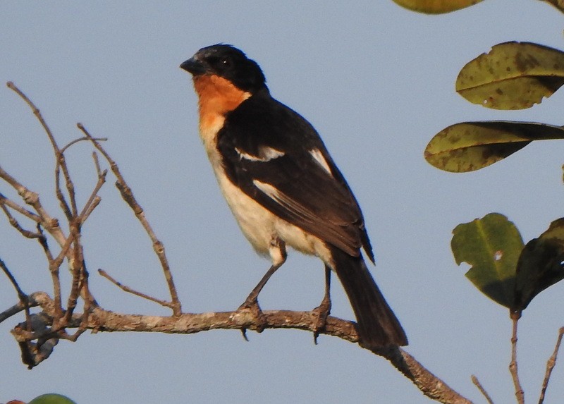White-rumped Tanager - ML642084818