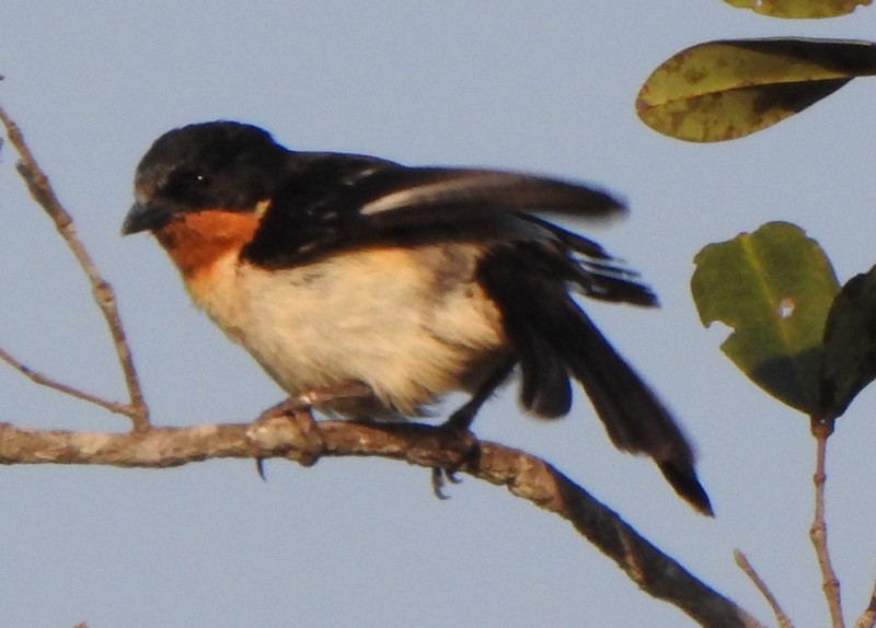 White-rumped Tanager - ML642084819