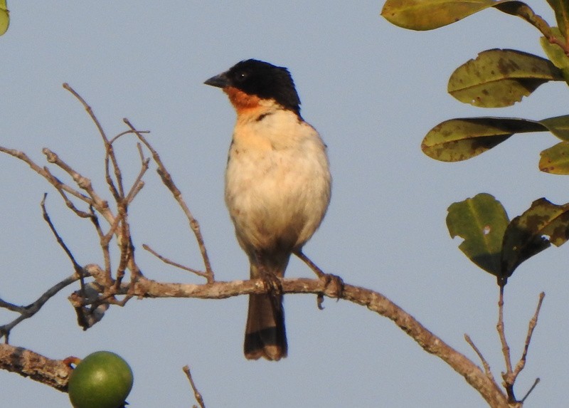 White-rumped Tanager - ML642084820