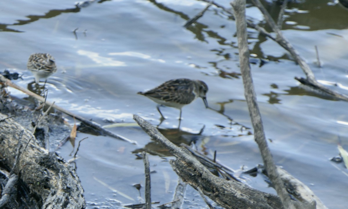 Least Sandpiper - ML642084837