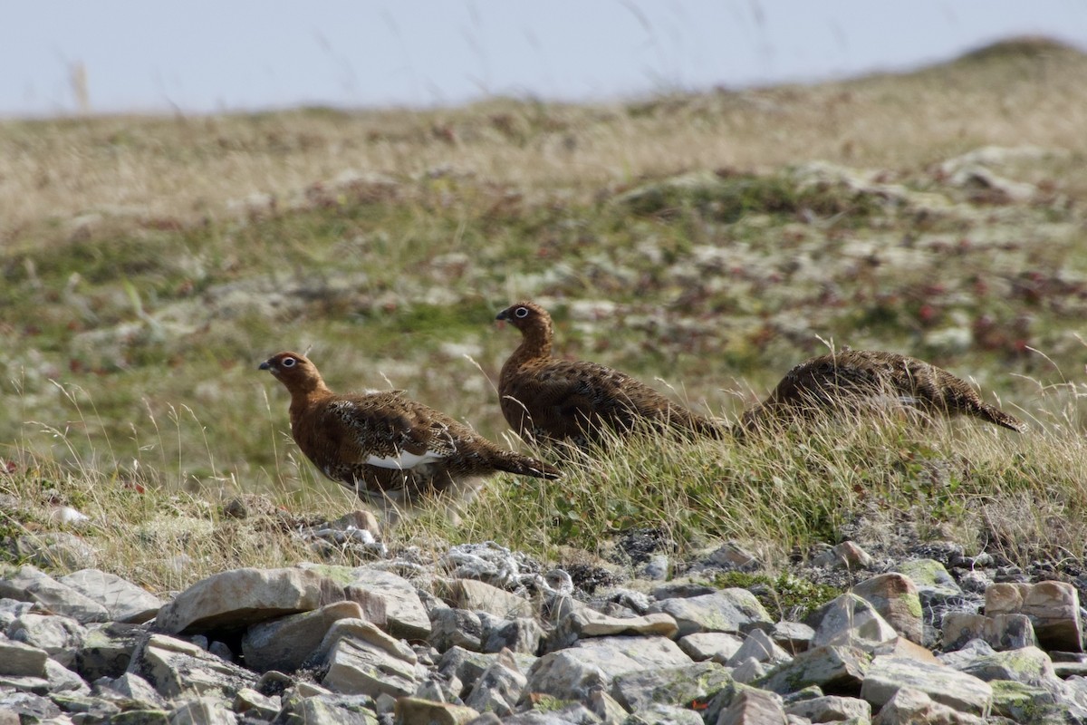 Moorschneehuhn - ML642084843