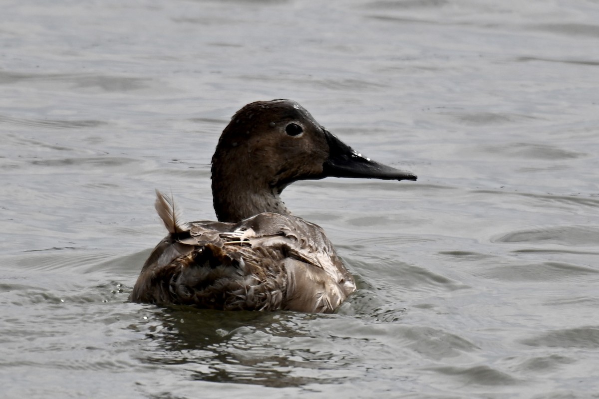 Canvasback - ML642084852