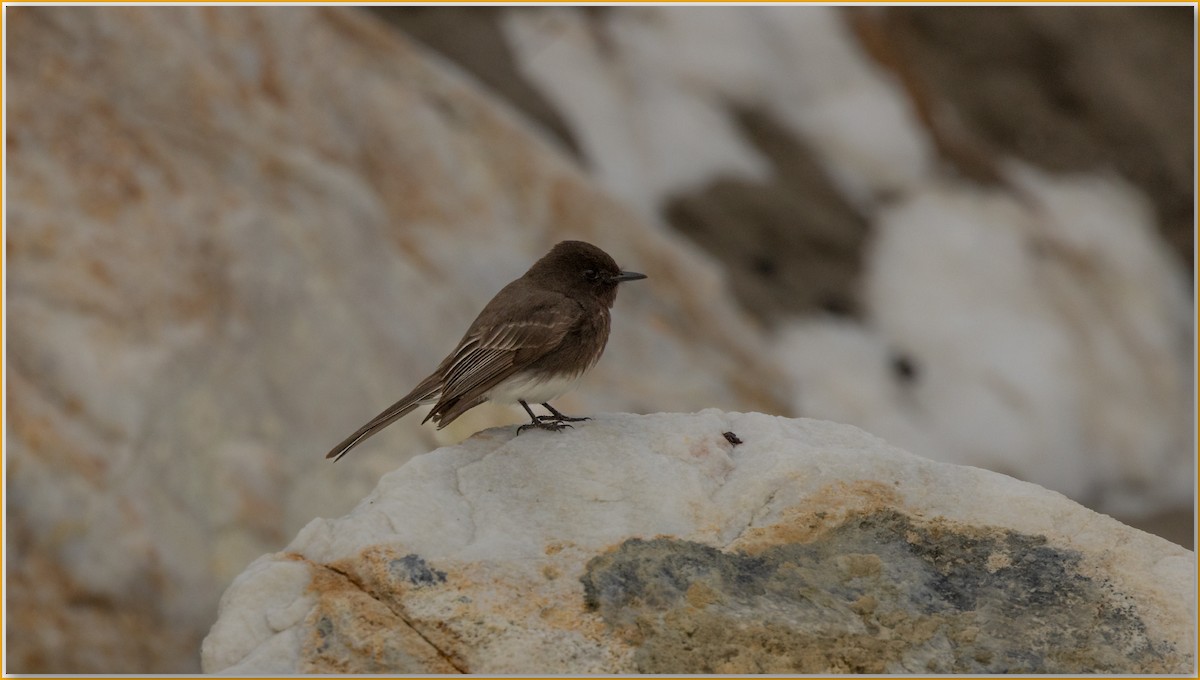 Black Phoebe - ML642084864