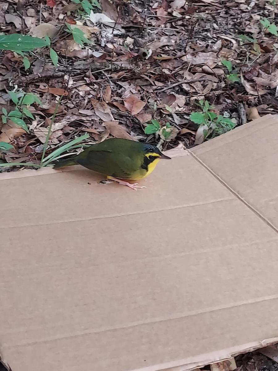 Kentucky Warbler - ML642084869