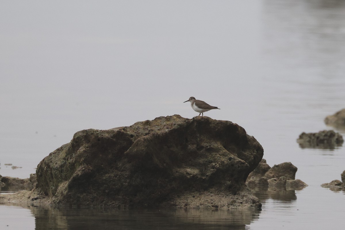 Common Sandpiper - ML642084888