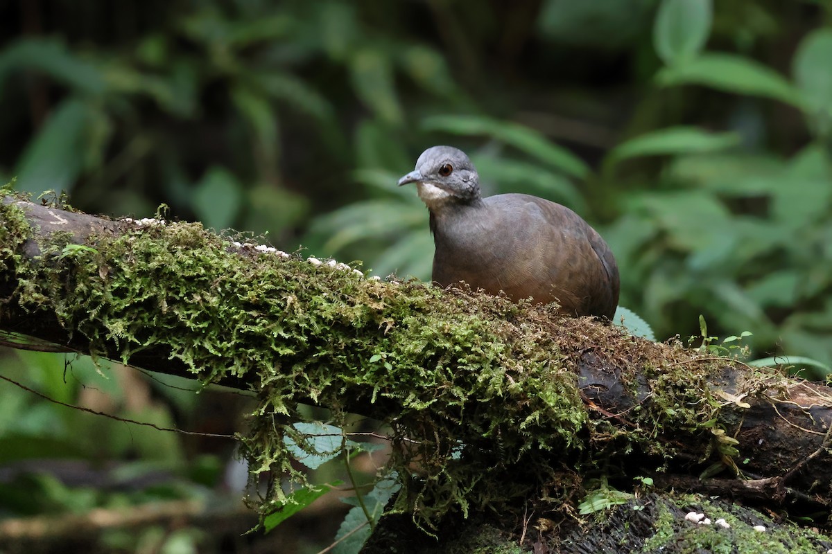 Little Tinamou - ML642084921