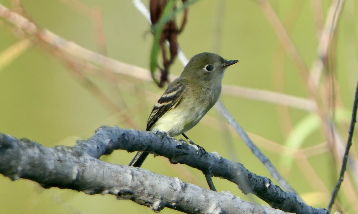 Least Flycatcher - ML642084926