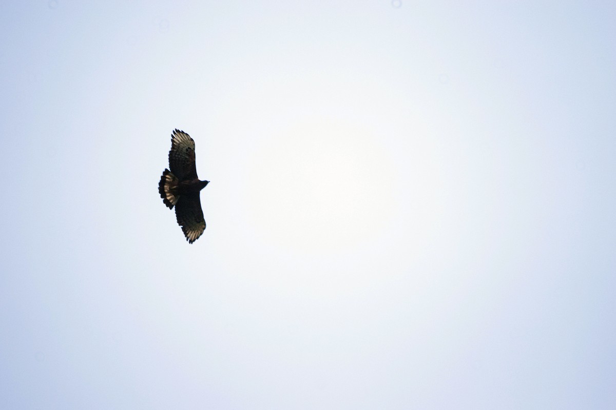 Black-and-chestnut Eagle - ML642084932