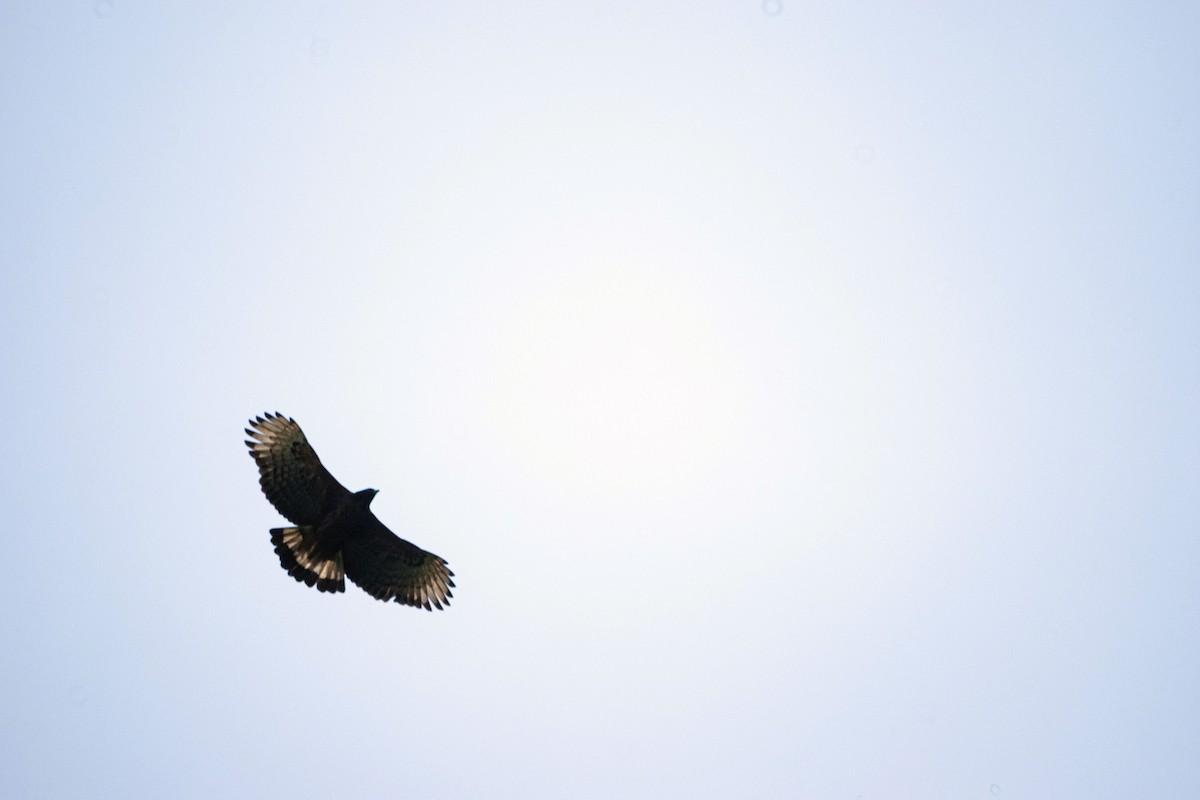 Black-and-chestnut Eagle - ML642084933