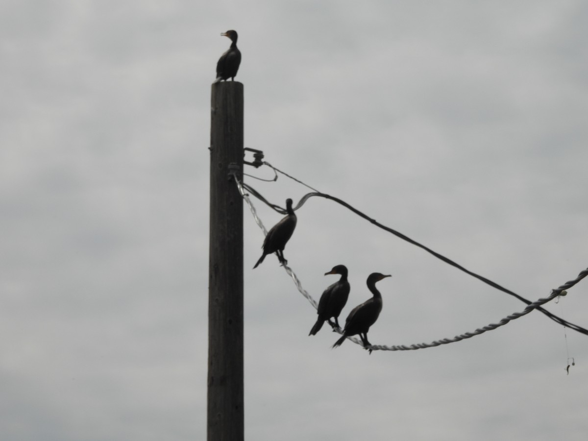 Cormorán Orejudo - ML642084934