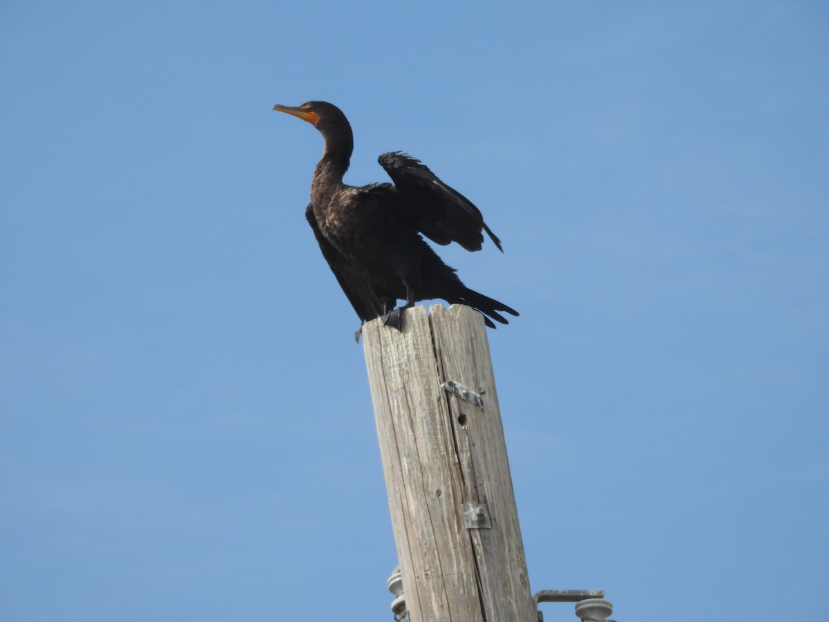 Cormorán Orejudo - ML642084935