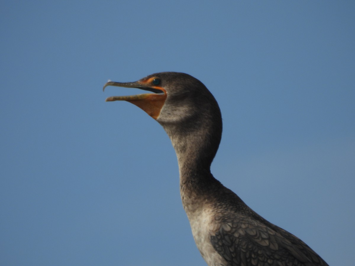 Cormorán Orejudo - ML642084936