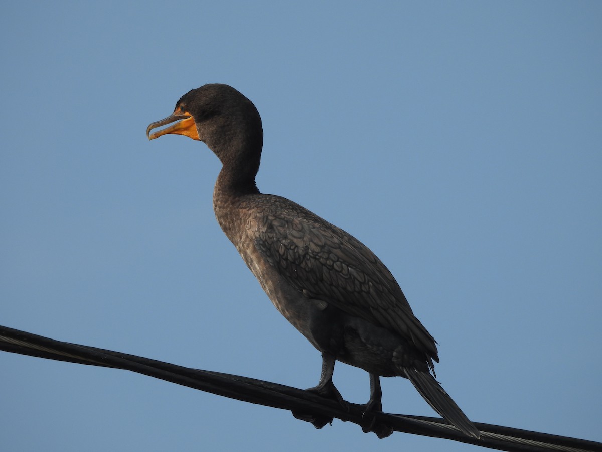 Cormorán Orejudo - ML642084937
