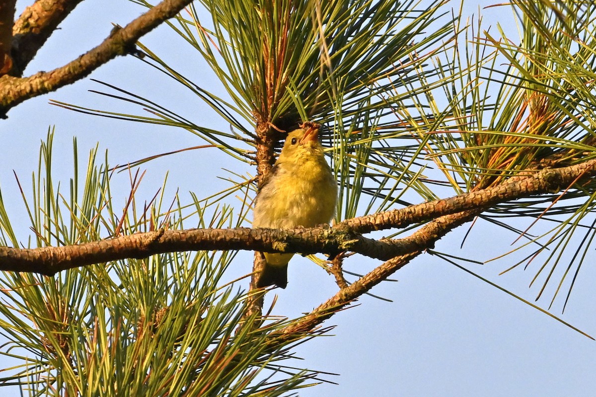 Scarlet Tanager - ML642084941