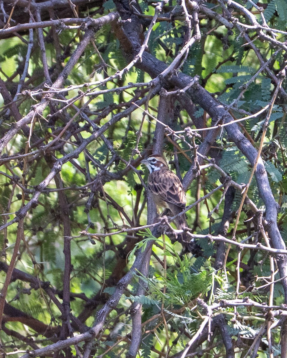 Lark Sparrow - ML642084942