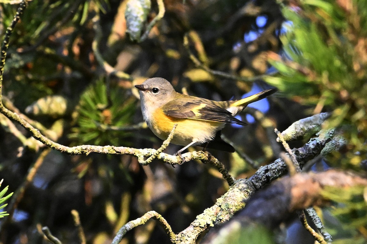 American Redstart - ML642084947