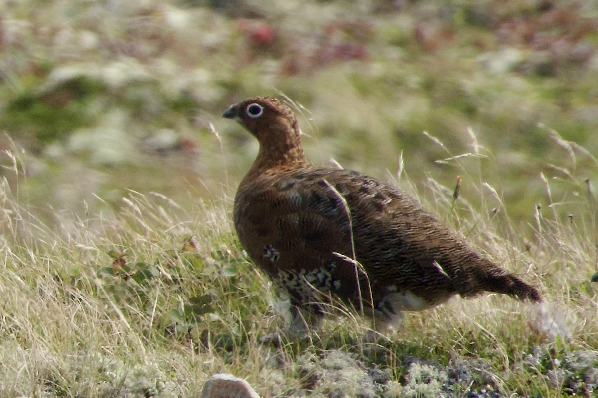 Moorschneehuhn - ML642084949