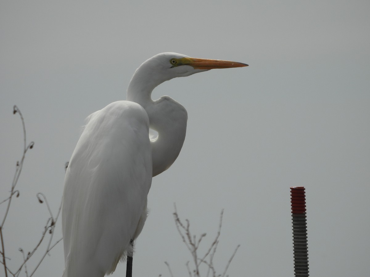 Great Egret - ML642084950