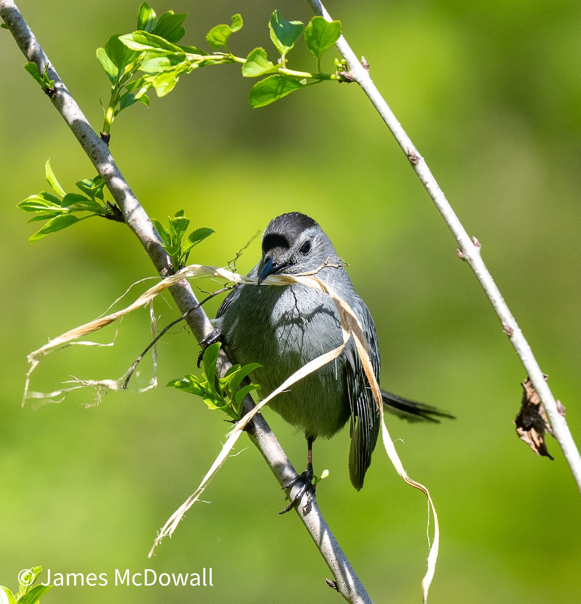 Gray Catbird - ML642084964