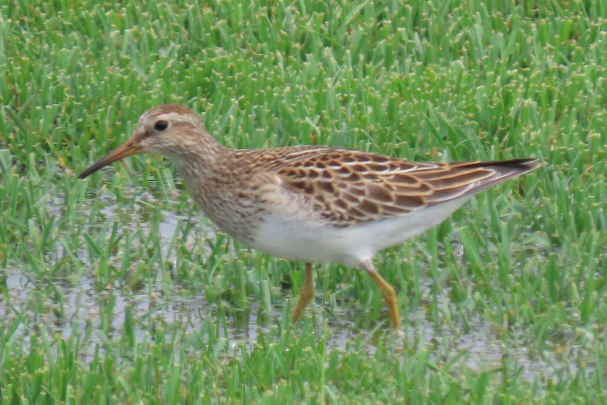 Pectoral Sandpiper - ML642084965