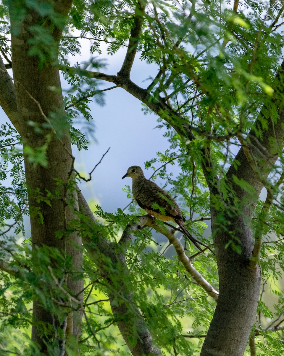 Inca Dove - ML642084966