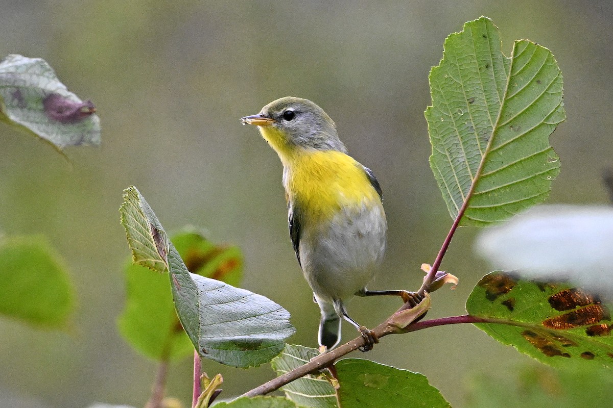 Northern Parula - ML642084972