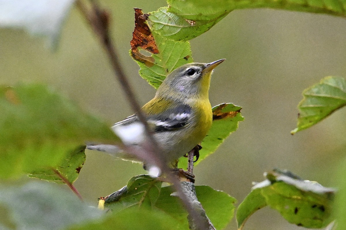 Northern Parula - ML642084976