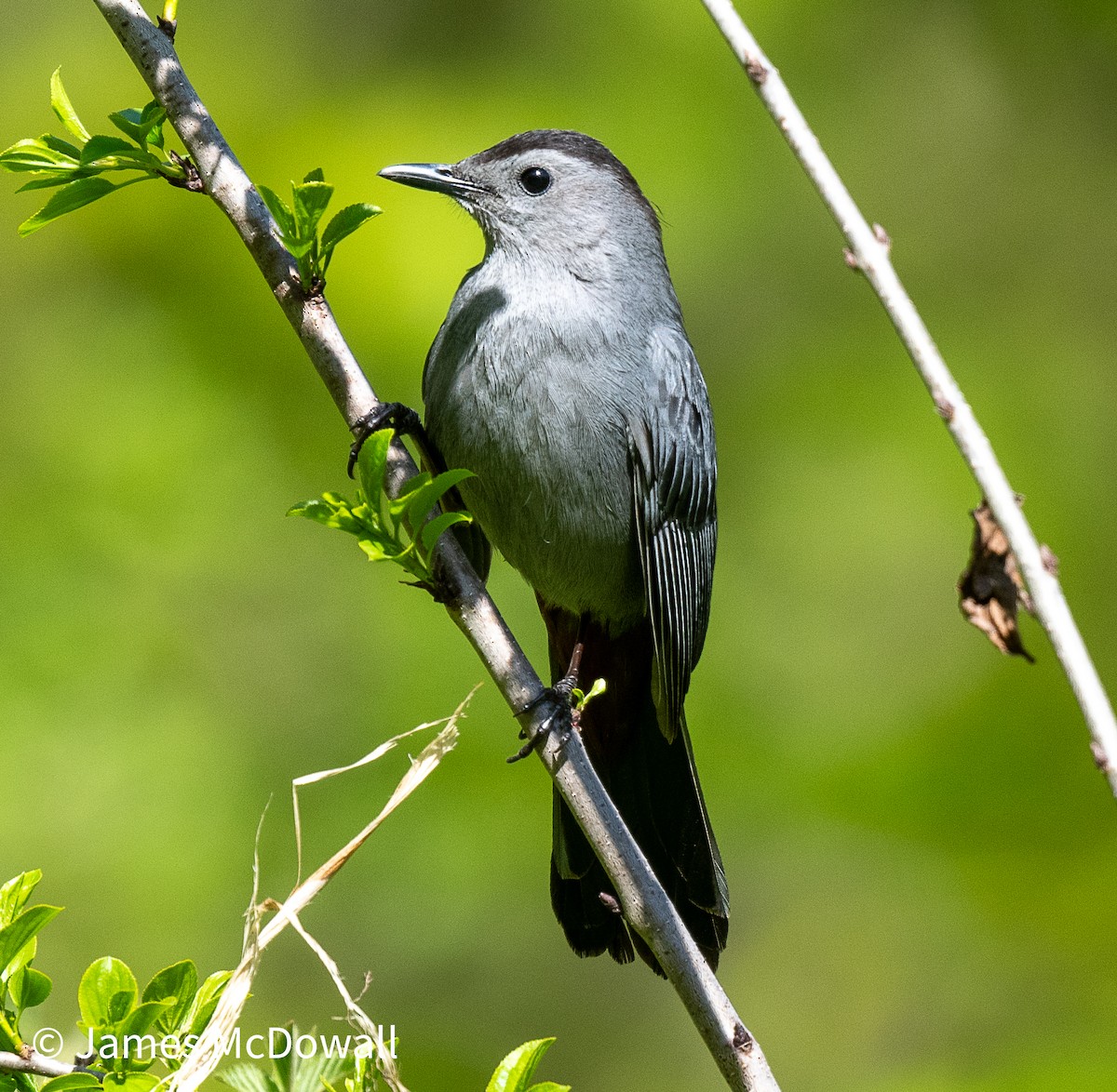Gray Catbird - ML642084977