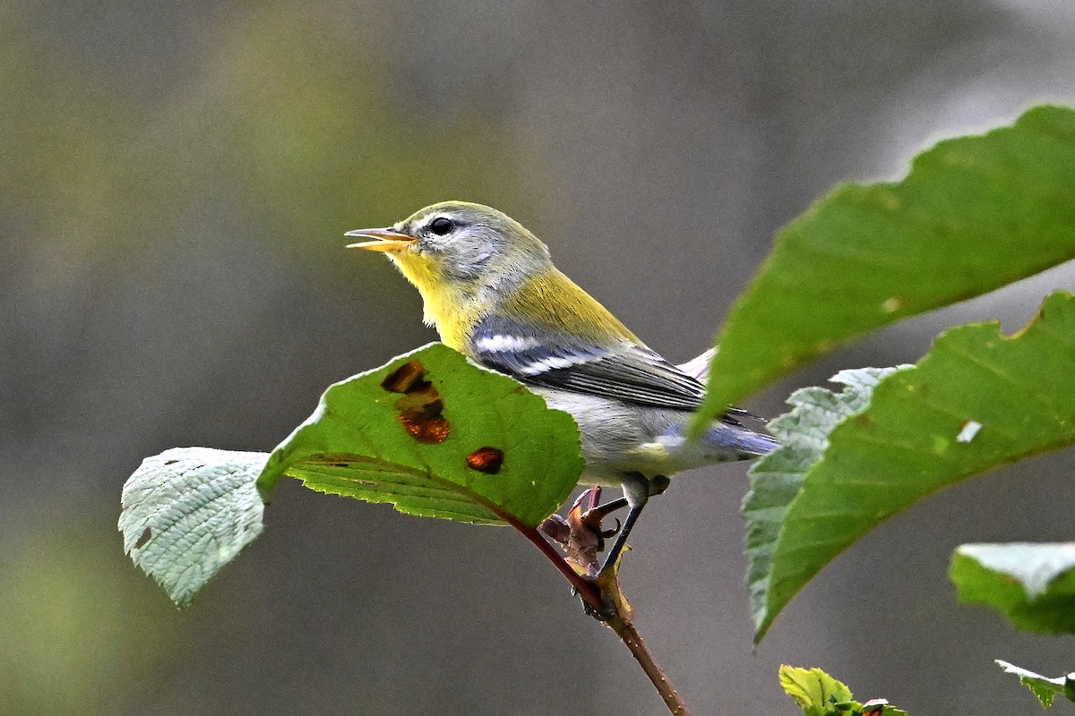 Northern Parula - ML642084980