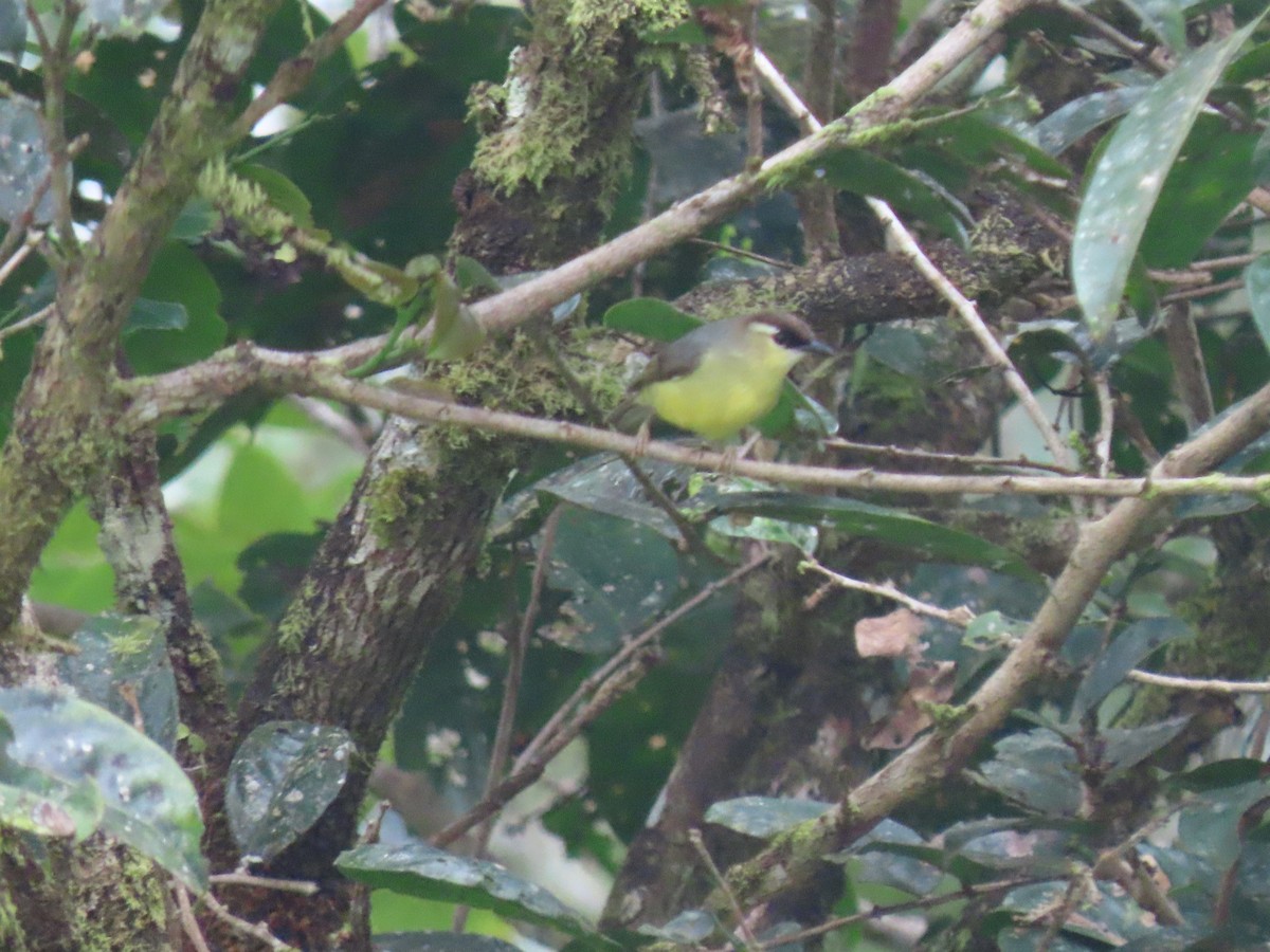 Dark-crowned Heleia - ML642084997