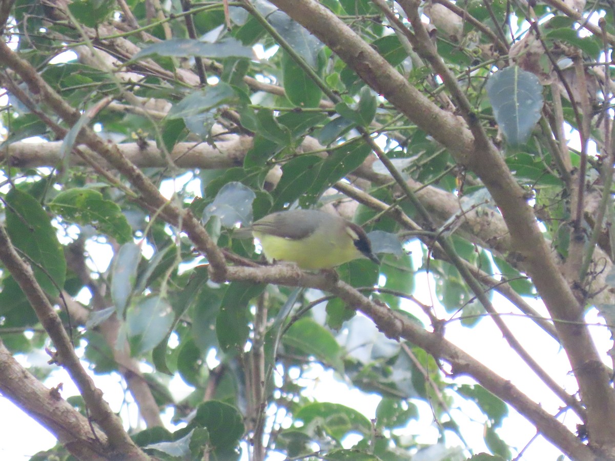 Dark-crowned Heleia - ML642084998