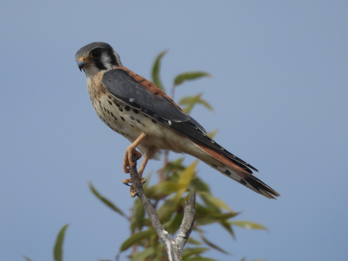 American Kestrel - ML642085005