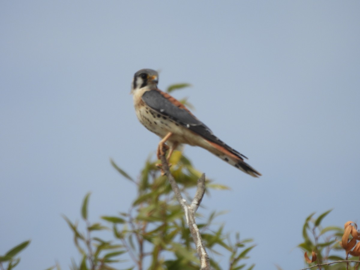 American Kestrel - ML642085006