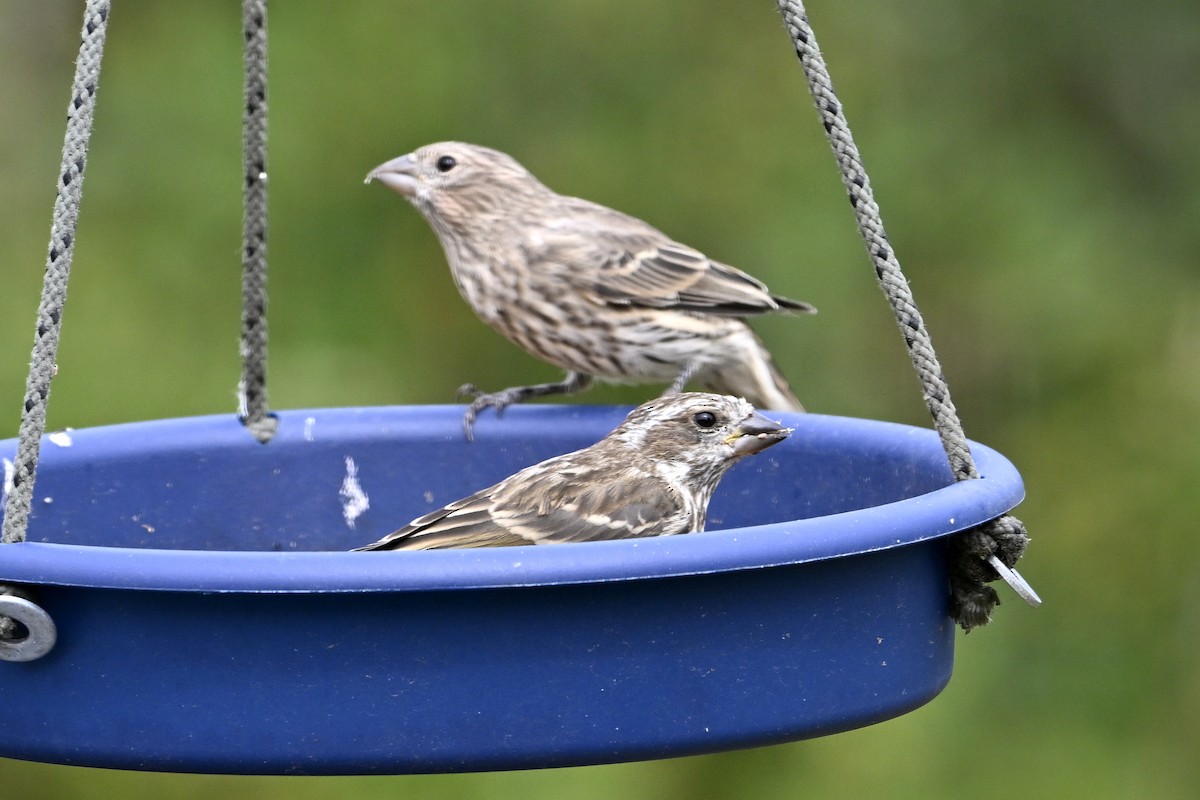 Purple Finch - ML642085009