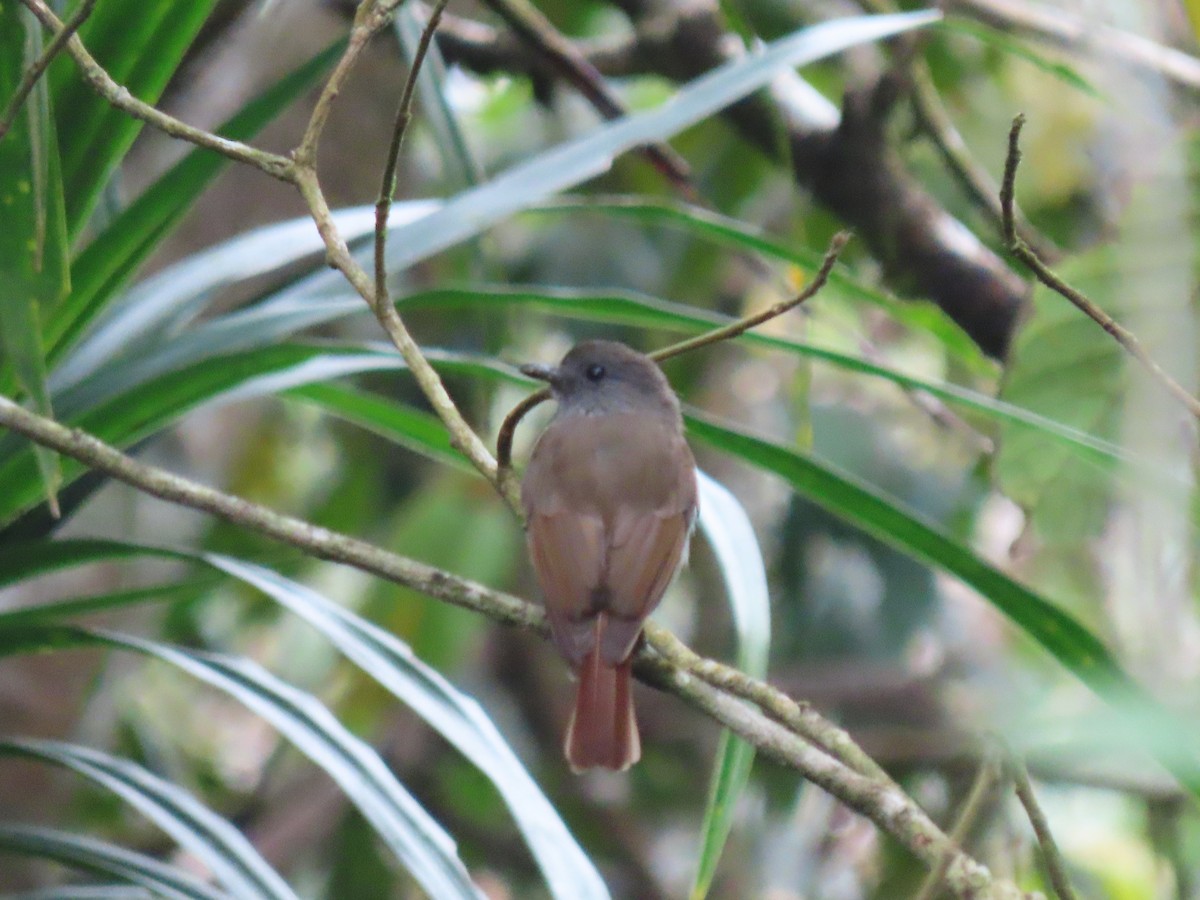 Flores Jungle Flycatcher - ML642085013