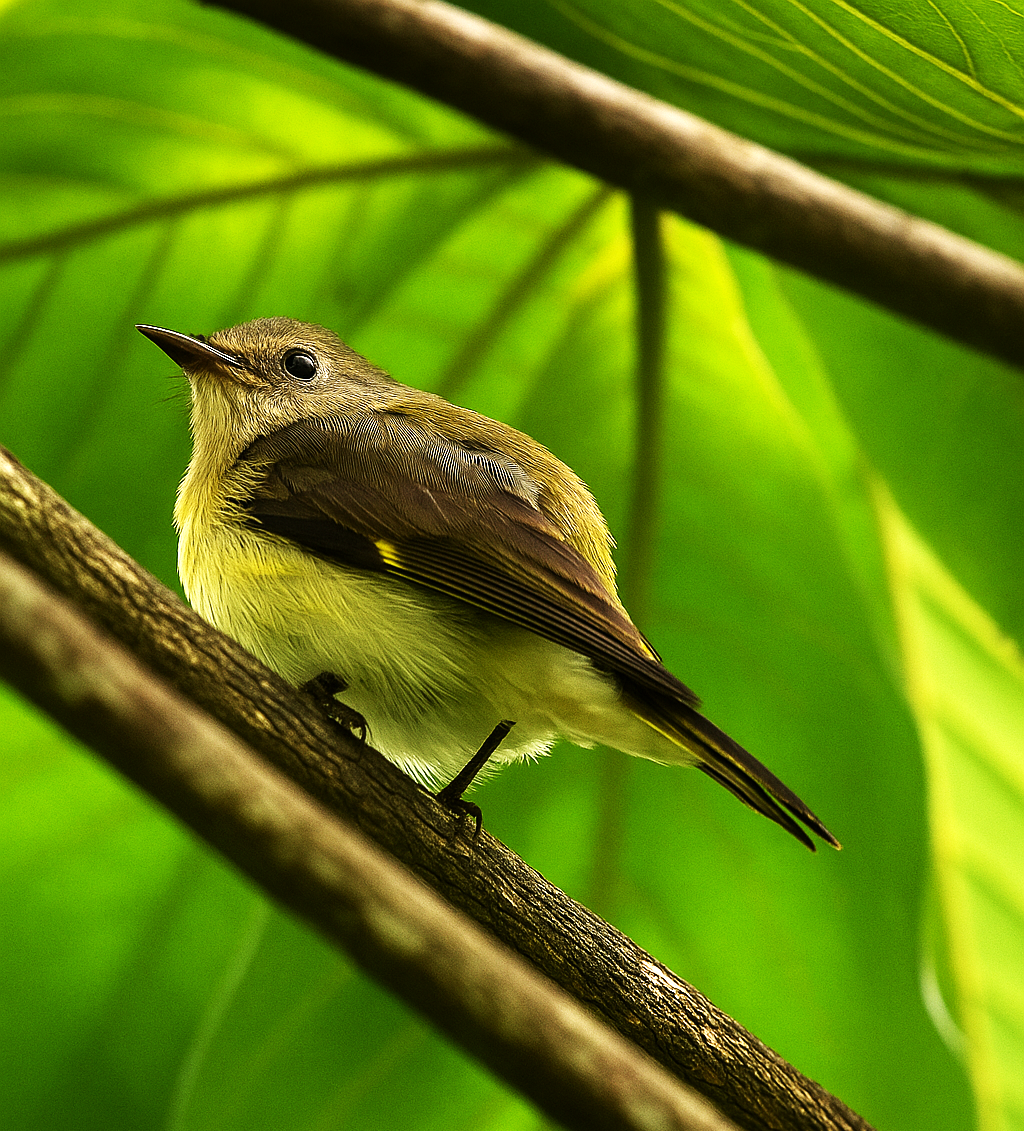American Redstart - ML642085015